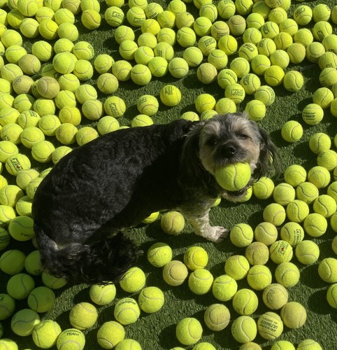 Used tennis balls for dogs - 30,
