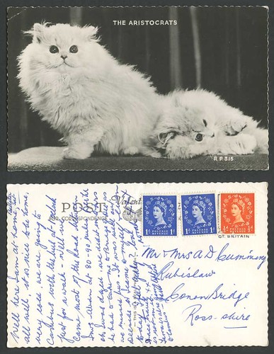 Beautiful persian cats kittens - beautiful,