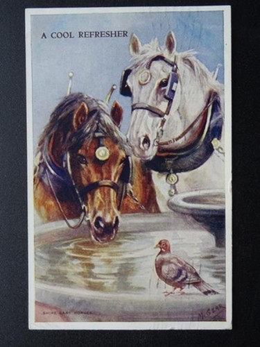 Heavy shire horse - horse, theme