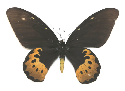 Ornithoptera goliath supremus