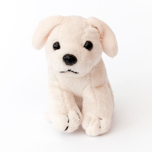 New labrador white puppy dog - puppy,