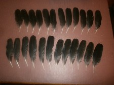 24 CARRION CROW WING FEATHERS