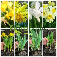 Daffodil Bulbs Narcissus Mixed variety's Dwarf Spring Flowering Bulbs Garden