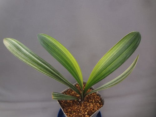 Clivia miniata white shima