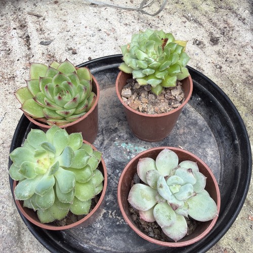 Mixed succulent collection - , of