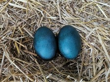 Two Freshly Laid Emu Eggs