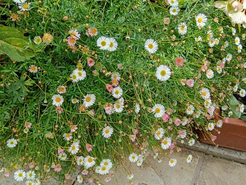 Erigeron karvinskianus - erigeron,