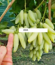 Asia SEEDLESS GRAPE VINE- 5