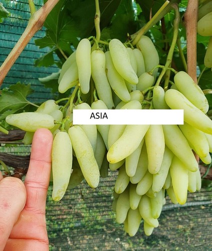 Asia seedless grape vine - grape, 5