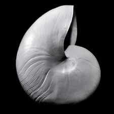 Resin White Nautilus feature