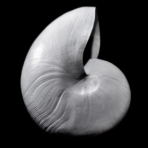 Resin white nautilus feature - resin,