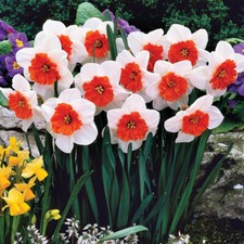 T&M Narcissus Bella Vista Garden Border Plant Hardy Bulb Flowering Plant Bulbs