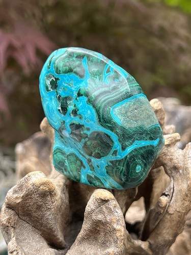 Malacolla malacholla - malacolla,