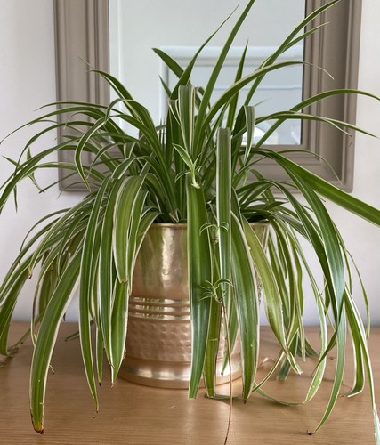 Vintage brass planter plant - vintage,
