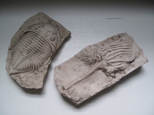 Vintage plaster cast - vintage,