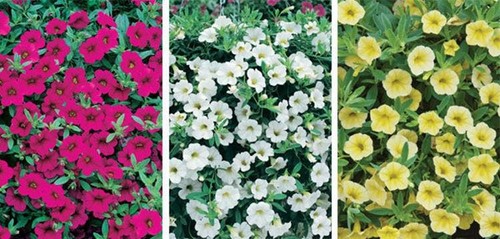 Calibrachoa trailing million - calibrachoa,
