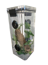 Praying Mantis,Stick