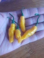 Yellow Submarine Chilli - 5