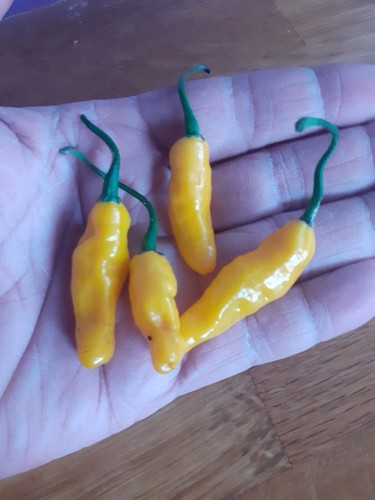 Yellow submarine chilli - yellow,