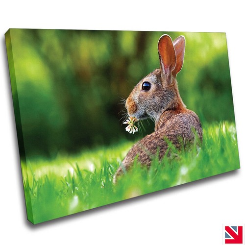 Bunny rabbit cute animal - rabbit,