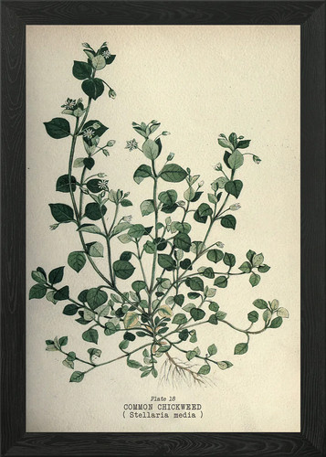 Types plants framed wall - of,