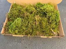 Live Sphagnum Moss fresh