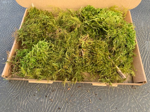 Live sphagnum moss fresh - sphagnum,