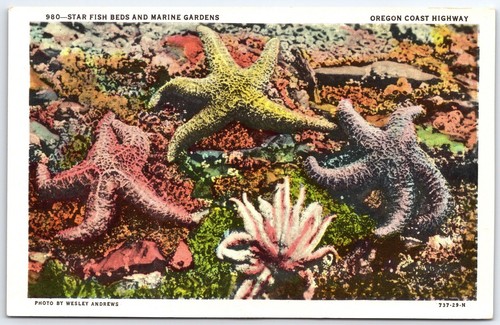 Star fish beds and marine - star,