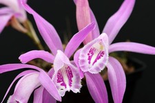 Pleione praecox 'Chiang Rai' - UK grown and fragrant, Autumn flowering