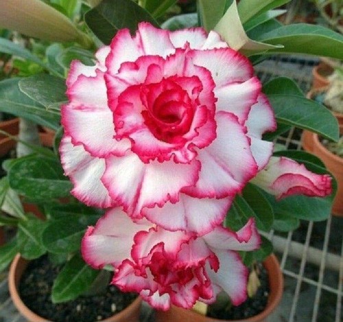 Adenium obesum double - adenium,