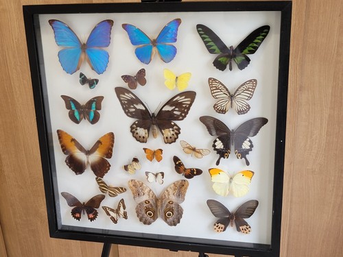 Butterflies rare 21 vintage - butterflies,