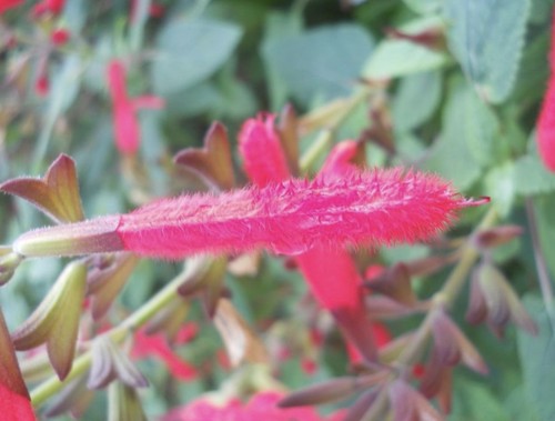 Salvia fulgens mexican - salvia, fulgens,