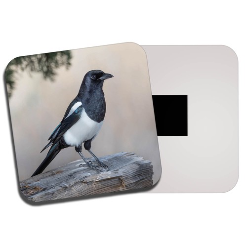 Beautiful magpie fridge magnet - beautiful,