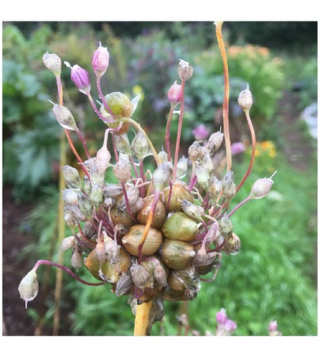 Babington leek bulbils - 12,