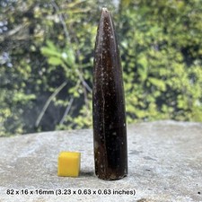 Cylindroteuthis Belemnite