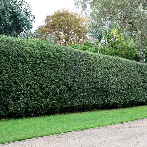 English holly ilex aquifolium - english,