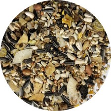 NEW Countrywide Conure Parrot