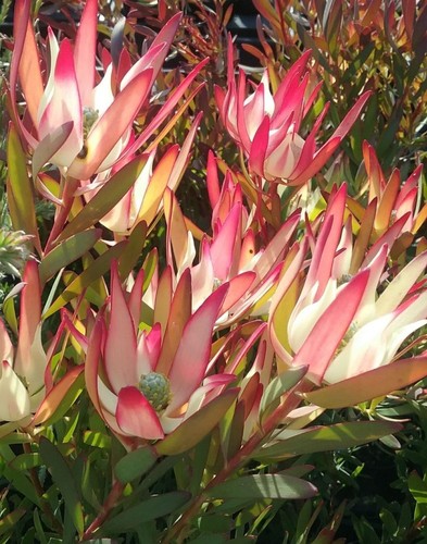 Leucadendron sixteen candles - ,