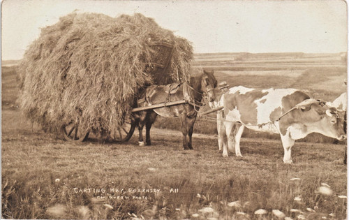Guernsey carting hay a 11 - hay,