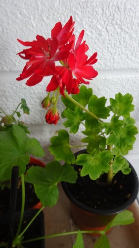 Pelargonium richard hodson - richard,