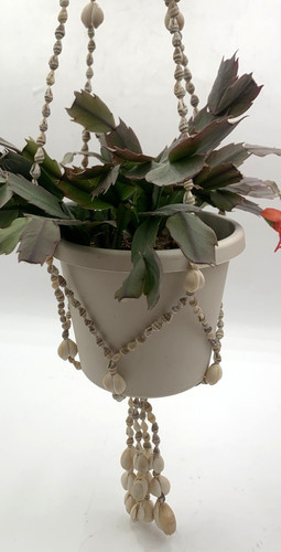 Vintage cowrie shell - cowrie,