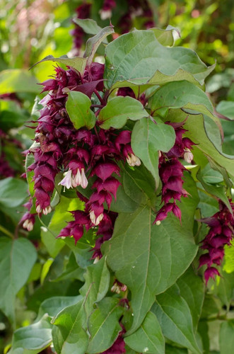 Leycesteria formosa purple - x,