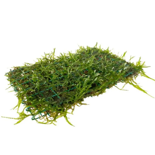 Java moss pad 15x10cm - moss,
