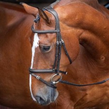 Shires Velociti RAPIDA Padded