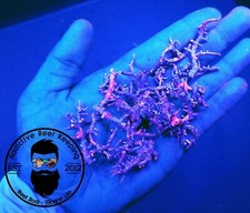 1lb UV Coralline Crushed Coral