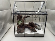 Plant Terrarium Succulent