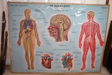 VINTAGE 3D MEDICAL WALL CHART. ANATOMICAL ST. JOHN'S HUMAN BODY. 36 X 27 INCHES