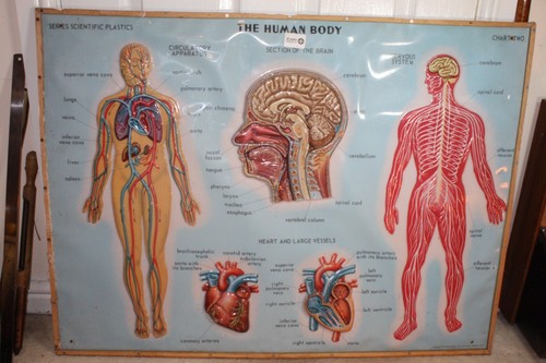Vintage medical wall chart - 3d,
