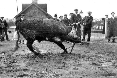 Lfd farming scene - farming, bull