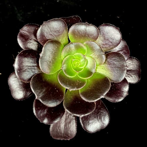 Aeonium arboreum black - arboreum,